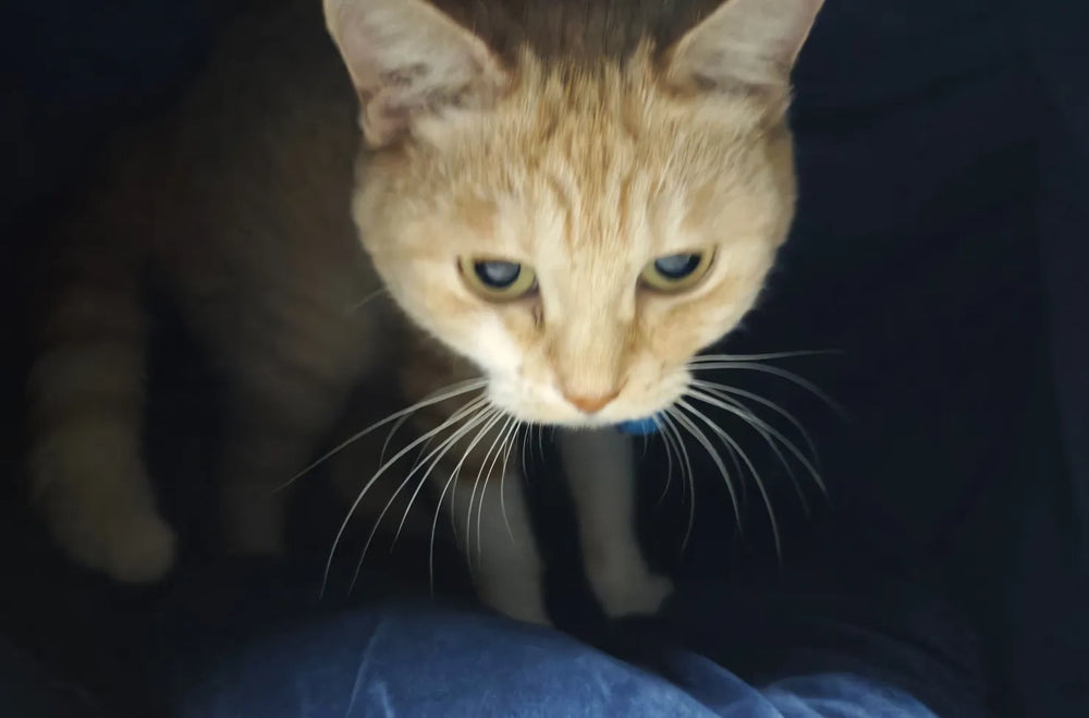 Genshin Impact Fairytale Cat Series Pet House – Lyney