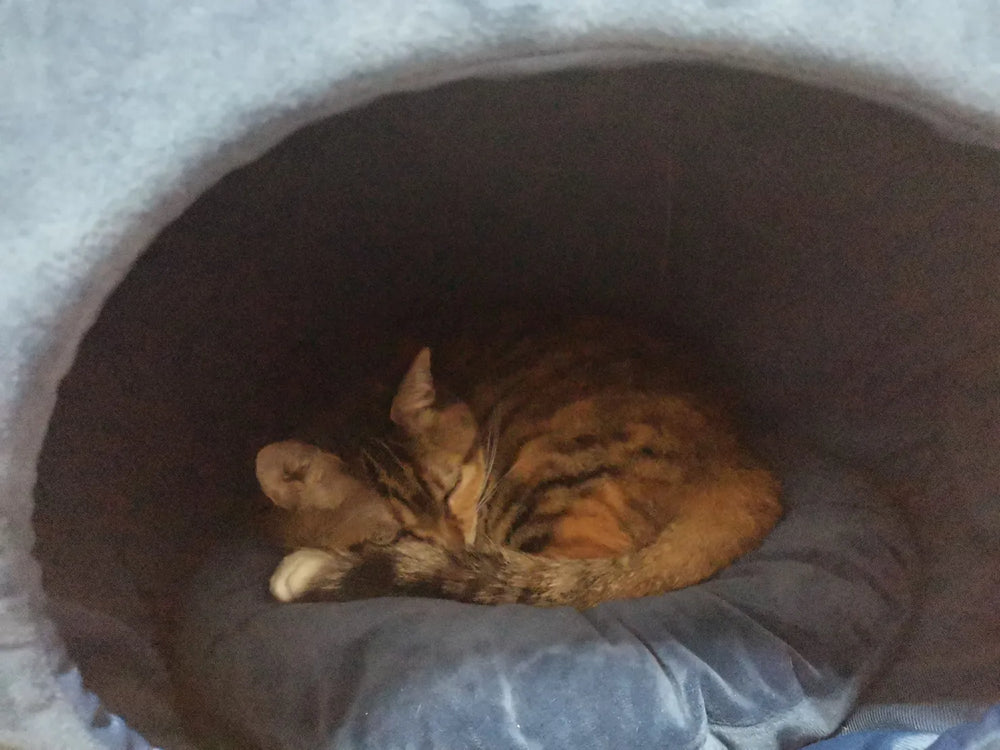 Genshin Impact Fairytale Cat Series Pet House – Lyney