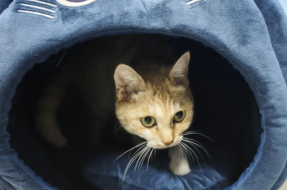 Genshin Impact Fairytale Cat Series Pet House – Lyney