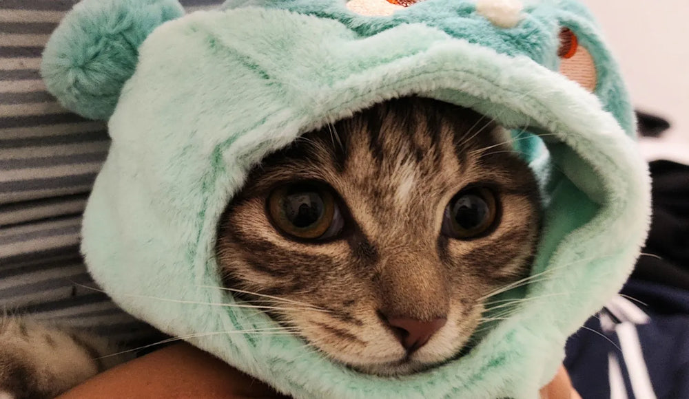 Genshin Impact Teyvat Zoo Plush Headwear